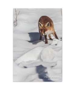 The fox, a solitary traveler in the kingdom of winter.-  Matte Canvas, Stretched, 1.25